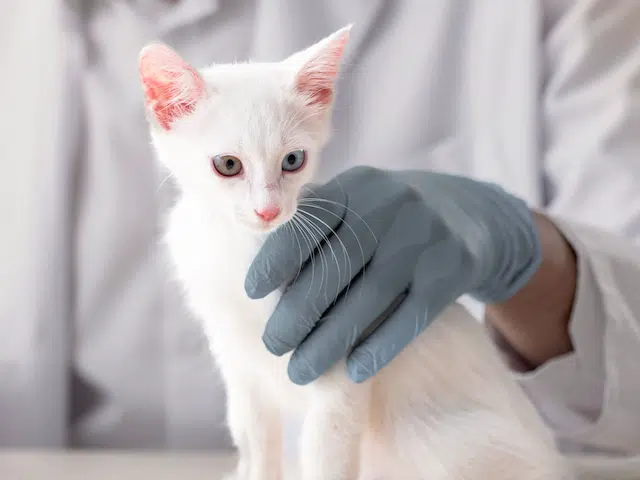Белый котенок у ветеринара фото