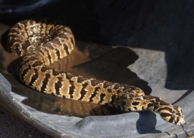 В Хайфе женщину укусила смертельно опасная змея – фото и подробности