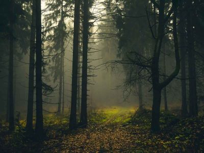 Вы такой не видели: одну из самых редких кошек в мире заметили в лесу (ВИДЕО)