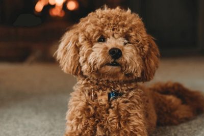 Питание пуделей: сухой или влажный корм — что выбрать? 26.11.2025