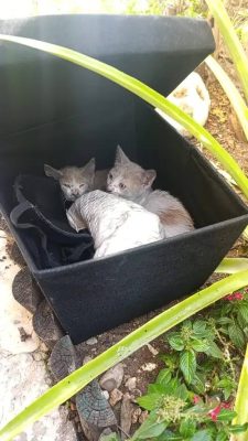 Пожарные спасли 11 кошек из горящей квартиры в Хайфе (ФОТО) 28.11.2025