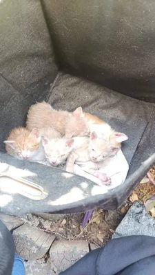 Пожарные спасли 11 кошек из горящей квартиры в Хайфе (ФОТО) 28.11.2025