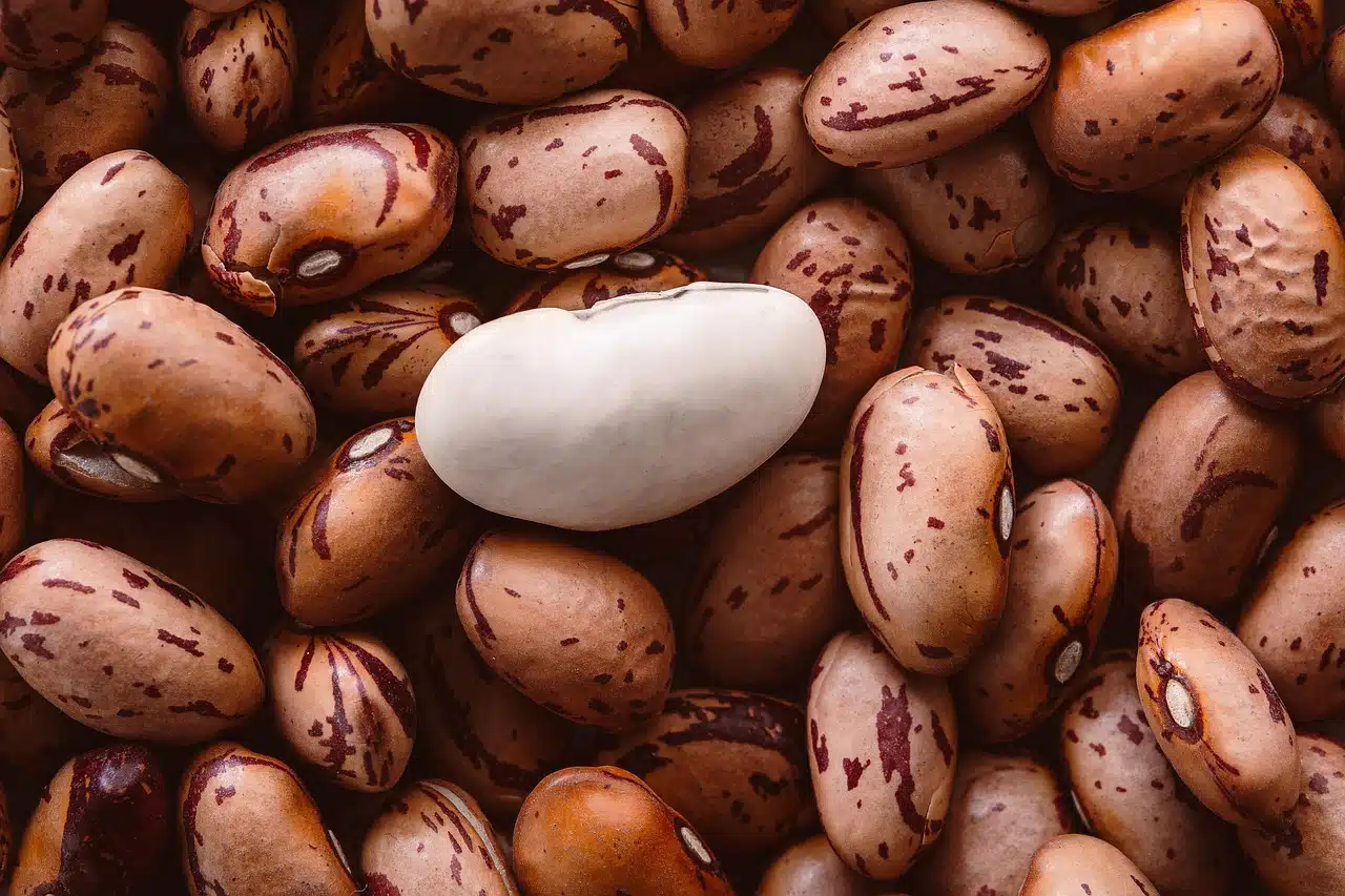 Фасоль бобы фото