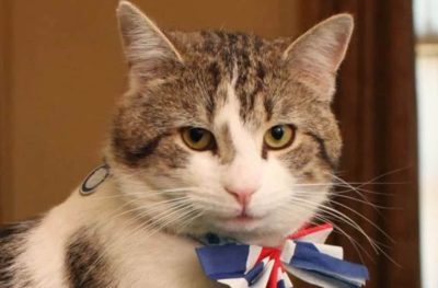 Кот Ларри фото