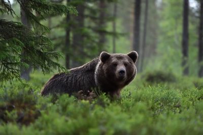 Медведь убил россиянку накануне ее свадьбы – подробности